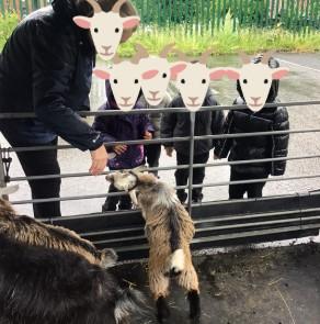 Farm 4 
